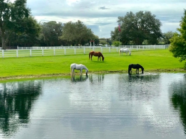 horses grazing and drinking water on sunny day with white fence behind them